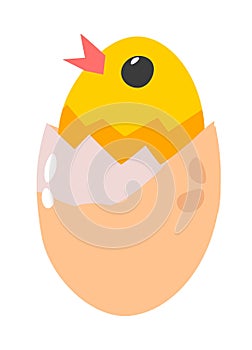 Chicken in eggshell, small chick newborn animal