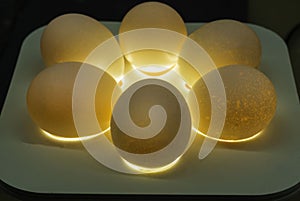 Chicken embryo development study , Quality control inspecting contorl chicken eggs