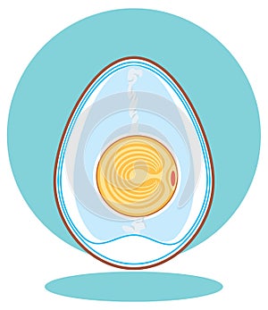 chicken embryo. egg. photo