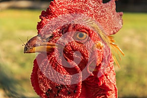 Chicken, extreme close-up with blurred background