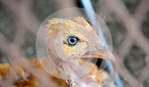 Chicken Eye