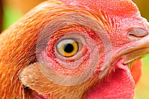 Chicken Eye Close-Up