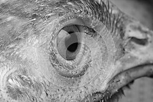 Chicken Eye Close-Up