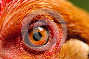 Chicken Eye Macro