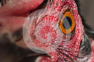 Chicken eye in macro view, chicken face