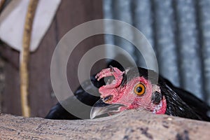 Chicken eye in macro view