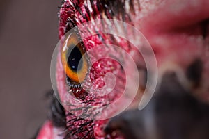 Chicken eye in macro view, chicken eye