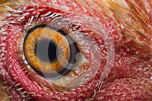 Chicken eye in macro view in farm