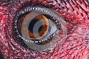 Chicken eye in macro view, eye ball