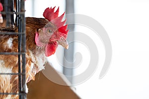 Chicken in the factory, Hens in cages industrial farm in Thailand, Animal and agribusiness,