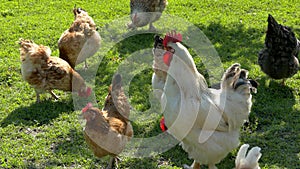 Chicken family. Chickens and a rooster graze on a green lawn. A flock of poultry. Bird yard.