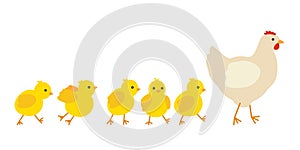 Chicken family, hen mother leading row her yellow baby chicks. Chicken with brood, symbol easter. Family of domestic