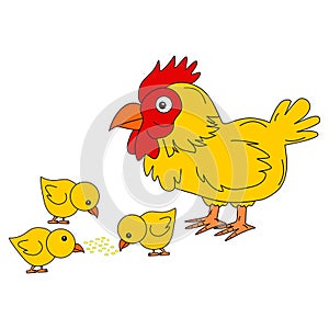 Chicken family isolated on white background