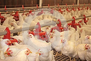 Chicken farm