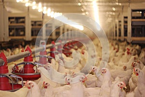 Chicken Farm photo