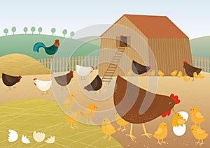 Chicken farm