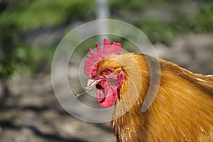 Chicken at the farm