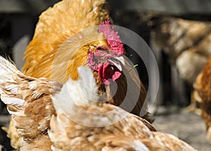 Chicken at the farm