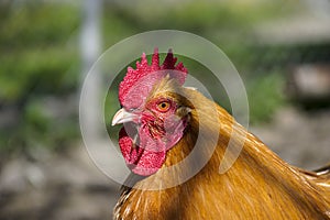 Chicken at the farm