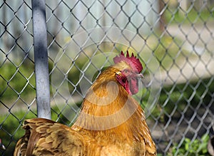 Chicken at the farm