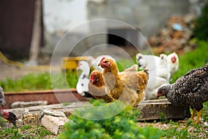 Chicken at the farm