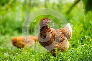 Chicken at the farm