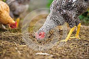 Chicken at the farm