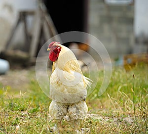 Chicken at the farm