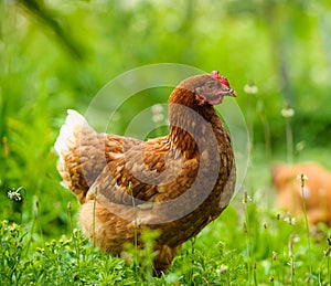 Chicken at the farm