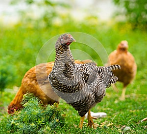 Chicken at the farm