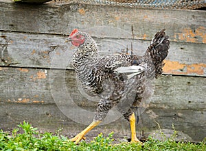 Chicken at the farm