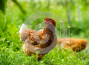 Chicken at the farm