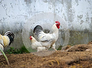 Chicken at the farm