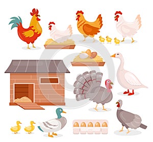 Chicken in farm barn henhouse isolated set, hen sitting on eggs, turkey, goose and duck
