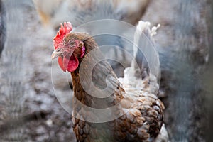 Chicken on the farm behind the cage