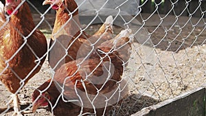 Chicken on the farm behind a fence eating grass and grains
