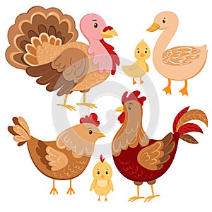 Chicken farm birds vector illustration set. Cartoon goose, duck, turkey, chicken and rooster in cartoon style. Domestic
