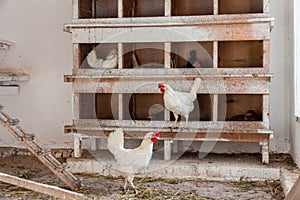 A chicken farm with a chicken livestock