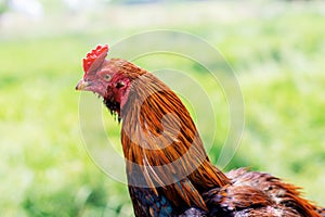 Chicken in farm at countryside