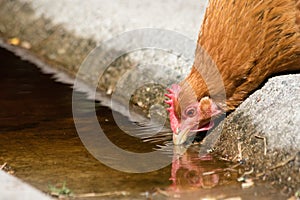 Chicken farm drinking