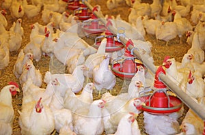 Chicken farm