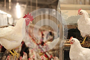 Chicken farm, eggs and poultry production