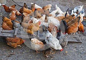 Chicken farm