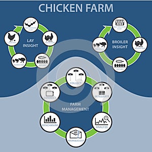 Chicken Farm Infographic