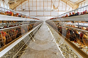 Chicken farm
