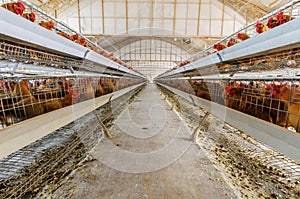 Chicken farm