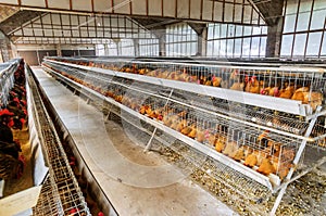 Chicken farm