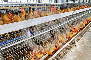 Chicken farm