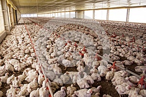 Chicken Farm