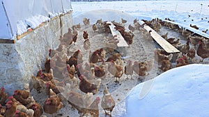 Chicken farm. Lots of chickens in winter